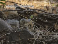 Foto: Westelijk Baardgrasmus [Curruca iberiae] Corsica France (2014)